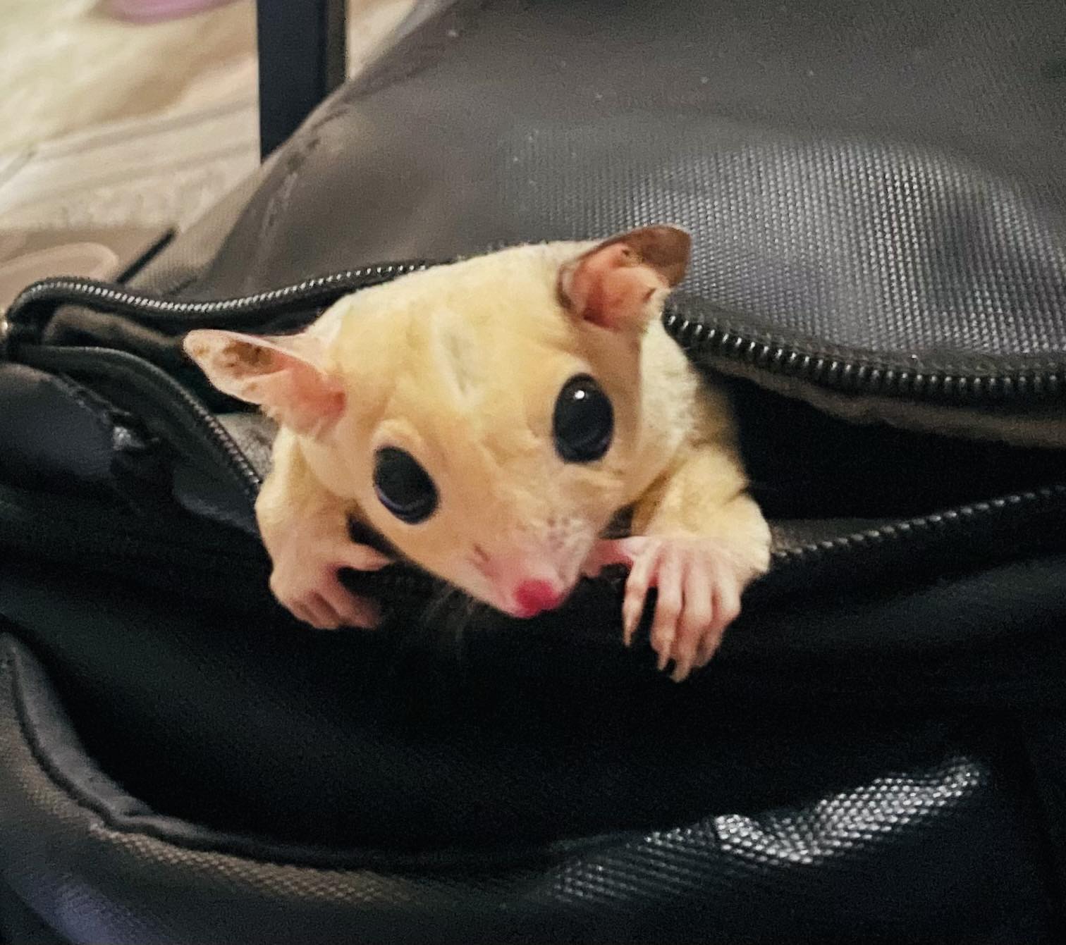 Sugar glider resting on a person's arm