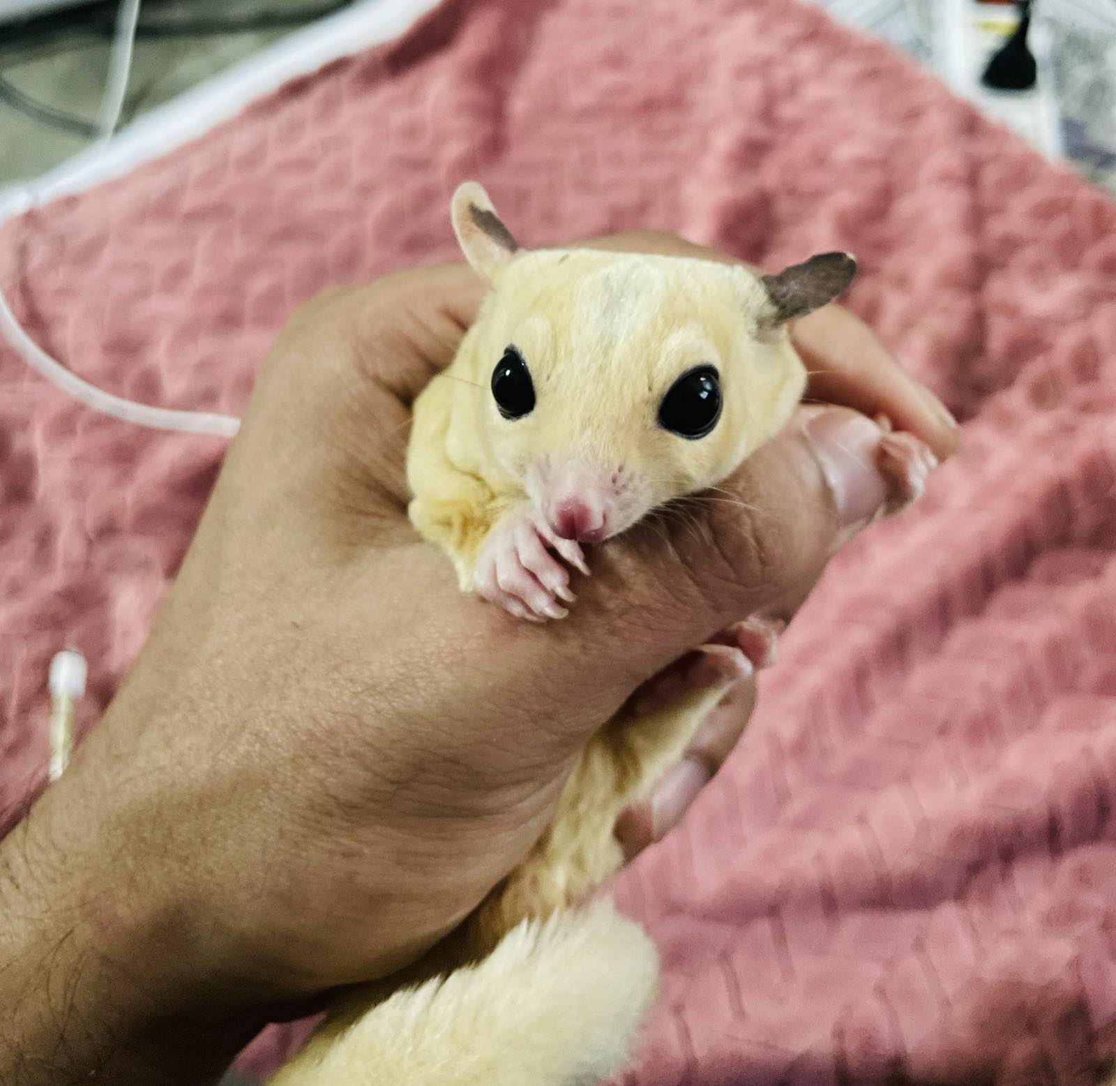 Sugar glider peeking from a bag