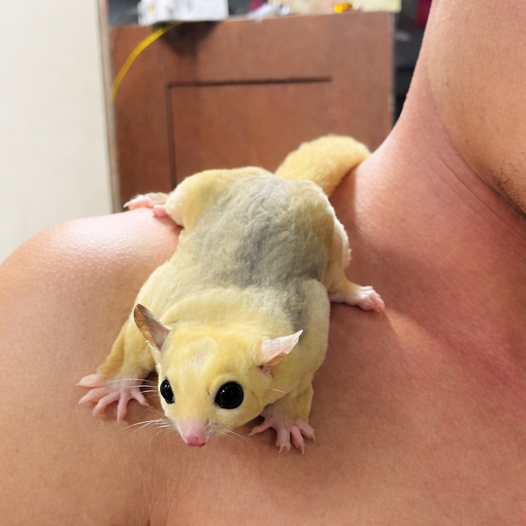 Sugar glider sitting on a hand