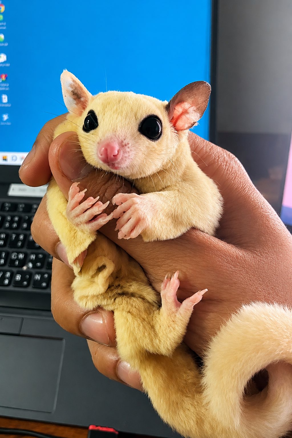 Sugar glider looking at the camera